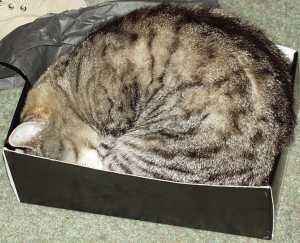 Cat sleeping in shoebox